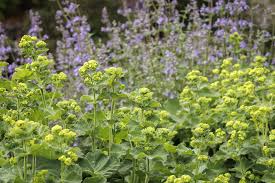 Image result for Alchemilla kiwuensis