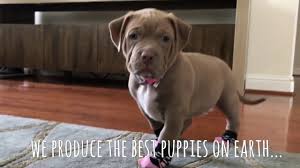 Blue pitbull puppies i have 3 female blue pitbull puppies left for sale. The Best Champagne Pitbull Puppy Youtube