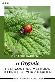 There's no need for harsh pesticides or chemicals just these simple tips. 11 Organic Pest Control Methods To Protect Your Garden Gardening Channel