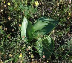 Image result for Eriospermaceae