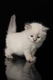 They are great with families with kids because they are both affectionate and playful. Hypoallergenic Siberian Cats And Siberian Kittens For Sale And Adoption In Grand Rapids Mi Siberian Kittens Cats Cat Breeds