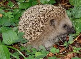 Картинки по запросу "животный мир картинки"