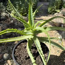 Image result for Aloe lutescens