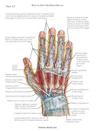 If repaired, 3 weeks for flexor and 4 for extensor to start moving under their own power. Spaces Bursae And Tendon Sheaths Of The Hand Hand Anatomy Musculoskeletal System Yoga Anatomy