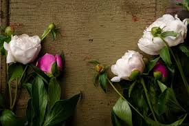 Choosing flowers to offer condolence: Fascinating Meaning And Symbolism Of Peony Flowers And Tattoo Florgeous