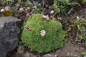 Image result for Crassula globularioides