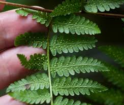 Image result for Hypolepis