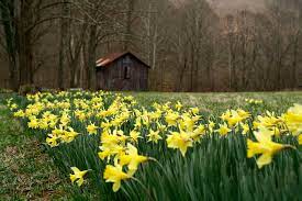 Pumpkin ash female flowers (fraxinus profunda) (dfl0837) by gerry gantt. File Field Yellow Spring Wild Flowers West Virginia Forestwander Jpg Wikimedia Commons