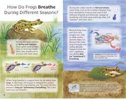 How Do Frogs Breathe During Different Seasons Artsengine