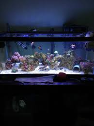 Ok So I Have The 26 34 Current Marine Orbit Loop Led Light On My 20 Gallon Long Tank With Mostly Lps Anemones Andmushrooms What Should I Have The Intensity Of The Whites Blues