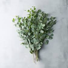 Image result for Eucalyptus