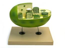Eisco Labs Chloroplast Model With Cut Away Section To Reveal Internal Structures