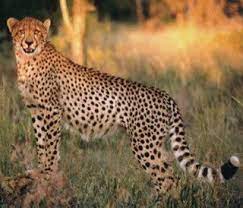 Cheetah Cheetah Cheetahs Feline