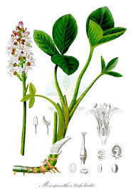 Image result for Menyanthaceae