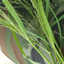 Image result for Eragrostis japonica