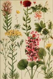 Spring misty mountain peach flowers. Image From Page 258 Of Rocky Mountain Flowers An Illustrated Guide For Plant Lovers And Plant Users 1920 Wildflower Drawing Botanical Drawings Botanical Prints