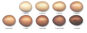 Marans come in a few color varieties (such as blue copper and splash), the ones that we have are black copper. French Black Copper Marans Chicken Breeds Cackle Hatchery