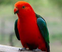 australia photo king parrots australian parrots parrot pet birds