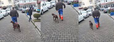 Artvin Arhavi Belediyesi Usulsuz Toplama Yapiyor Haykonfed Hayvanlarin Yasam Haklari Konfederasyonu