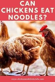 Open today until 8:30 pm. Can Chickens Eat Noodles Ramen Pasta Etc Explained Chicken Chicks Info