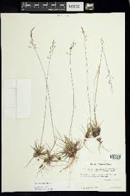 Image result for Sporobolus mildbraedii