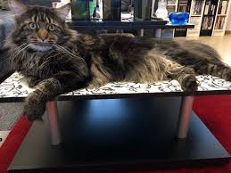 11 ergebnisse für main coon xxl. Loki Patzke Xxl Maine Coon Home Facebook