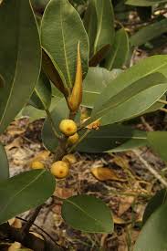 Image result for Ficus amadiensis