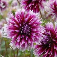 Dahlia Tubers For Sale Buy Flower Bulbs In Bulk Save Bulb Flowers Spring Flowering Bulbs Dahlia