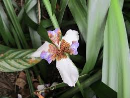 Image result for Radinosiphon