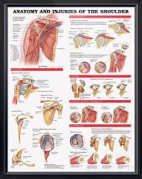 anatomy and injuries of the shoulder chart 20x26 muscle