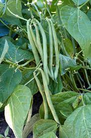 The thyme goes great with the green beans. How To Grow Green Beans Your Family Will Beg For Better Homes Gardens