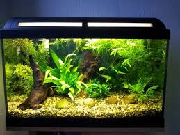 A small aquarium gets smaller and more delicate for attractive, unique, eco friendly and colorful. 28 Modern Fish Tanks That Inspire Relaxation