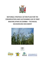 Image result for Crotalaria pallidicaulis