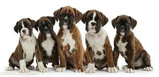 9 Boxers In General Bt I Love My Boxer Bobbs Ideas Boxer Boxador Puppies Puppies
