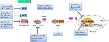 Så startar hif mot falkenberg. Hif 1a Pathway Role Regulation And Intervention For Cancer Therapy Sciencedirect