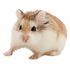 Are roborovski hamsters a good pet? Male Roborovski Dwarf Hamster For Sale Live Small Pets Petsmart