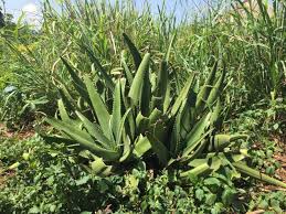 Image result for Oxygonum buchananii