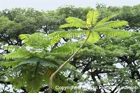 Image result for Schizolobium parahyba