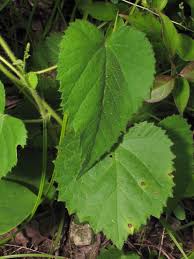 Image result for Tragia