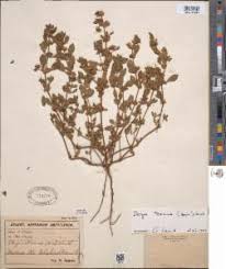 Image result for Bergia capensis