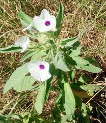 Image result for Astripomoea