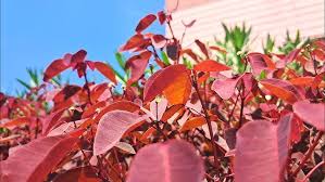 Image result for Euphorbia cotinifolia