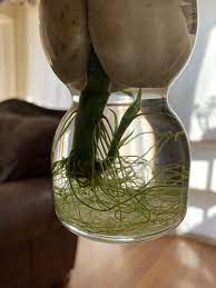 New Growth In Lucky Bamboo Plant What To Do Next Propagate Gardening Garden Diy Home Flowers Roses Bamboo Plants Lucky Bamboo Plants Bamboo Landscape