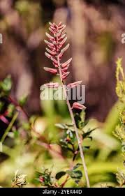 Image result for Aloe cameronii × greatheadii