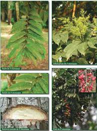 Image result for Pseudospondias microcarpa