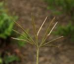 Image result for Actiniopteris pauciloba