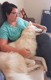 Explore other popular pets near you from over 7 million businesses with over 142 million reviews and opinions from yelpers. Dubai Doggy Daycare Prices Reviews Petbacker