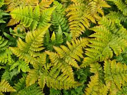Image result for Dryopteris