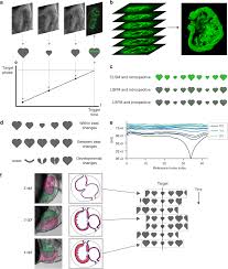 Adaptive Prospective Optical Gating Enables Day Long 3d Time