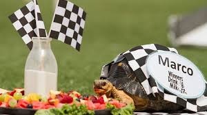 The champ de mars is a large public greenspace in paris, france, located in the seventh arrondissement, between the eiffel tower to the northwest and the école militaire to the southeast. Marco Repeats As Zoopolis 500 Champ